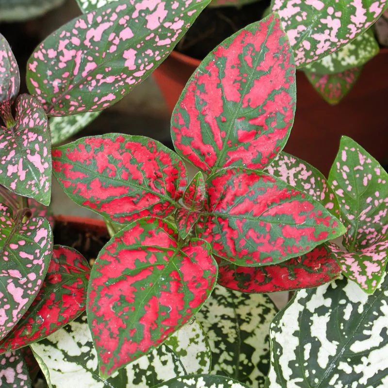 Hypoestes Phyllostachya Live Plants - Red Polka Dot Starter - Indoor Houseplants