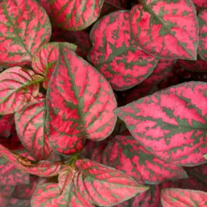 Hypoestes Phyllostachya Live Plants - Red Polka Dot Starter - Indoor Houseplants