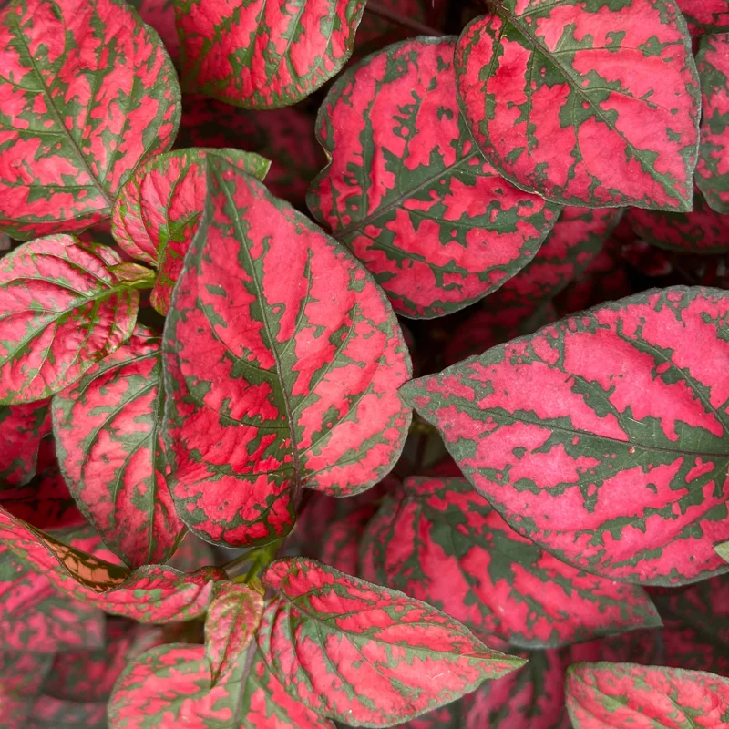 Hypoestes Phyllostachya Live Plants - Red Polka Dot Starter - Indoor Houseplants