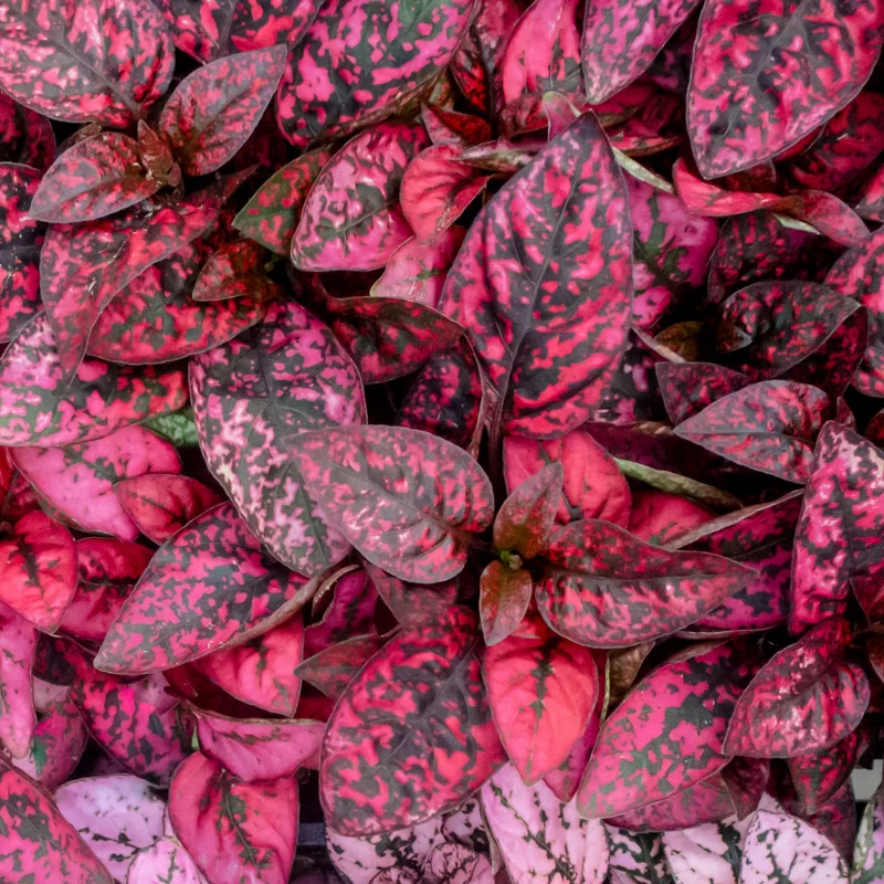 Red Polka Dot Plant 3-Pack, Hypoestes Phyllostachya, Live House Plants, 3-4 Inches