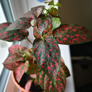 Red Polka Dot Plant 3-Pack, Hypoestes Phyllostachya, Live House Plants, 3-4 Inches