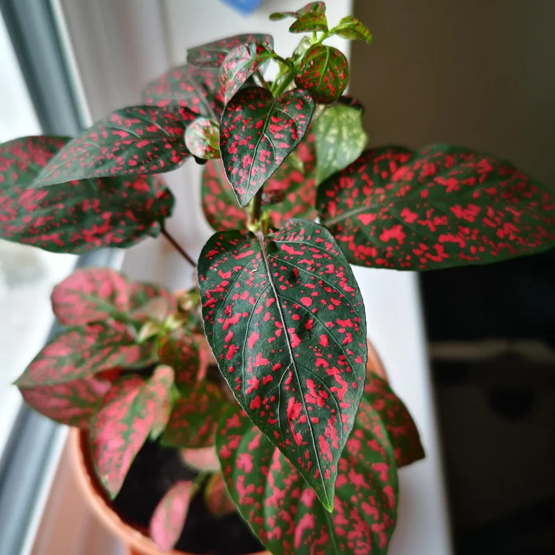 Red Polka Dot Plant 3-Pack, Hypoestes Phyllostachya, Live House Plants, 3-4 Inches