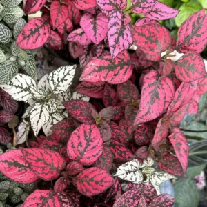 Red Polka Dot Plant 3-Pack, Hypoestes Phyllostachya, Live House Plants, 3-4 Inches