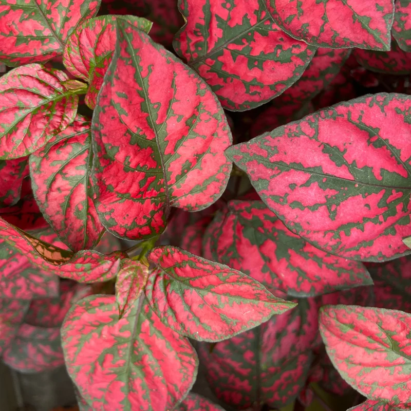 Red Polka Dot Plant 3-Pack, Hypoestes Phyllostachya, Live House Plants, 3-4 Inches