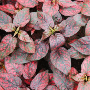 Red Polka Dot Plant 3-Pack, Hypoestes Phyllostachya, Live House Plants, 3-4 Inches