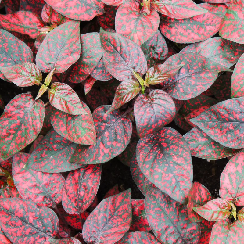 Red Polka Dot Plant 3-Pack, Hypoestes Phyllostachya, Live House Plants, 3-4 Inches