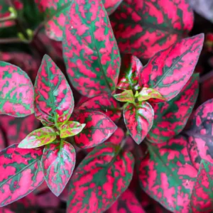 Red Polka Dot Plant 3-Pack, Hypoestes Phyllostachya, Live House Plants, 3-4 Inches