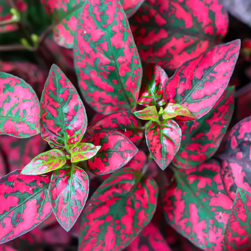 Red Polka Dot Plant 3-Pack, Hypoestes Phyllostachya, Live House Plants, 3-4 Inches