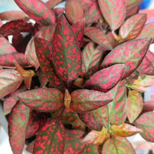 Red Polka Dot Plant 3-Pack Hypoestes Live Indoor Houseplants
