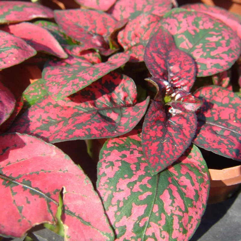 Hypoestes Plant Set - 3 Polka Dot Plants Live Rooted 3 Inches - Rare Houseplants Indoor