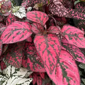 Hypoestes Plant Set - 3 Polka Dot Plants Live Rooted 3 Inches - Rare Houseplants Indoor