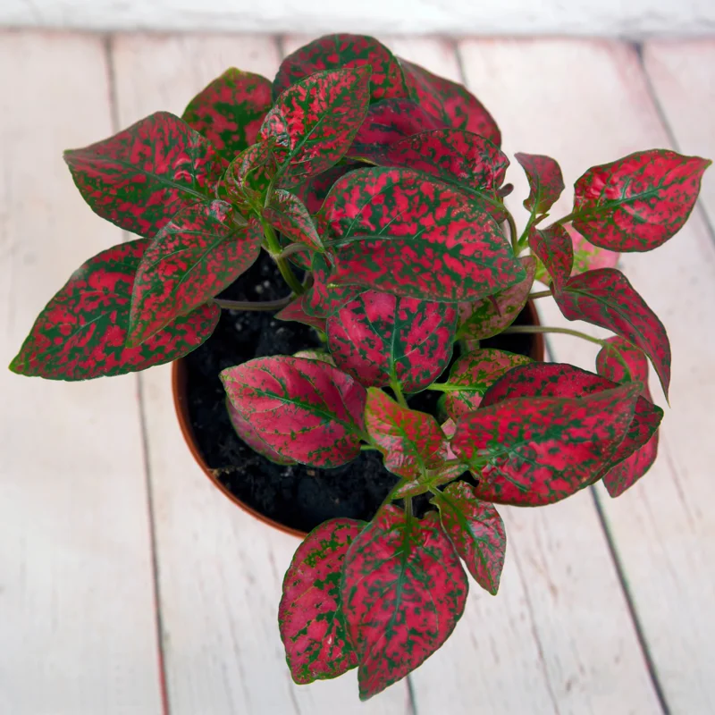 Hypoestes Plant Set - 3 Polka Dot Plants Live Rooted 3 Inches - Rare Houseplants Indoor
