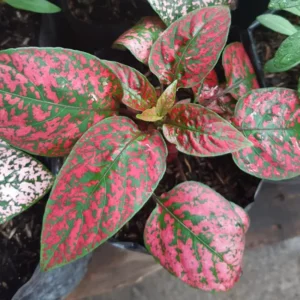 Hypoestes Plant Set - 3 Polka Dot Plants Live Rooted 3 Inches - Rare Houseplants Indoor