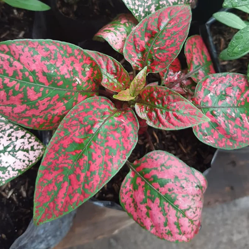 Hypoestes Plant Set - 3 Polka Dot Plants Live Rooted 3 Inches - Rare Houseplants Indoor