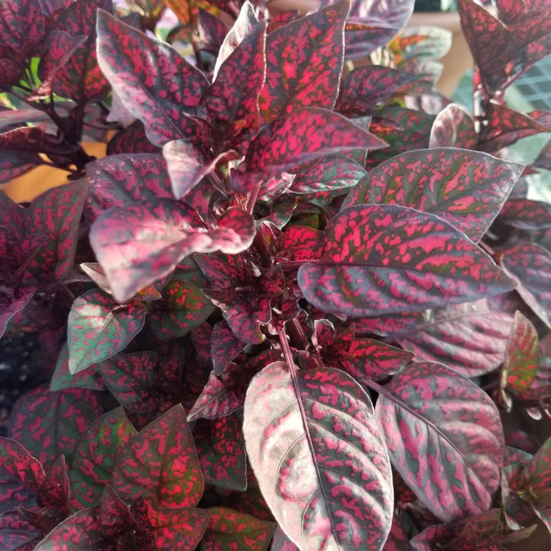 Hypoestes Plant Set - 3 Polka Dot Plants Live Rooted 3 Inches - Rare Houseplants Indoor