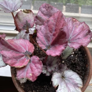 Red Begonia Live Plants - 3 Pack Indoor House Plants