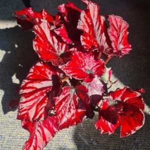 Red Begonia Live Plants - 3 Pack Indoor House Plants