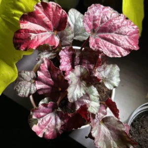 Red Begonia Live Plants - 3 Pack Indoor House Plants