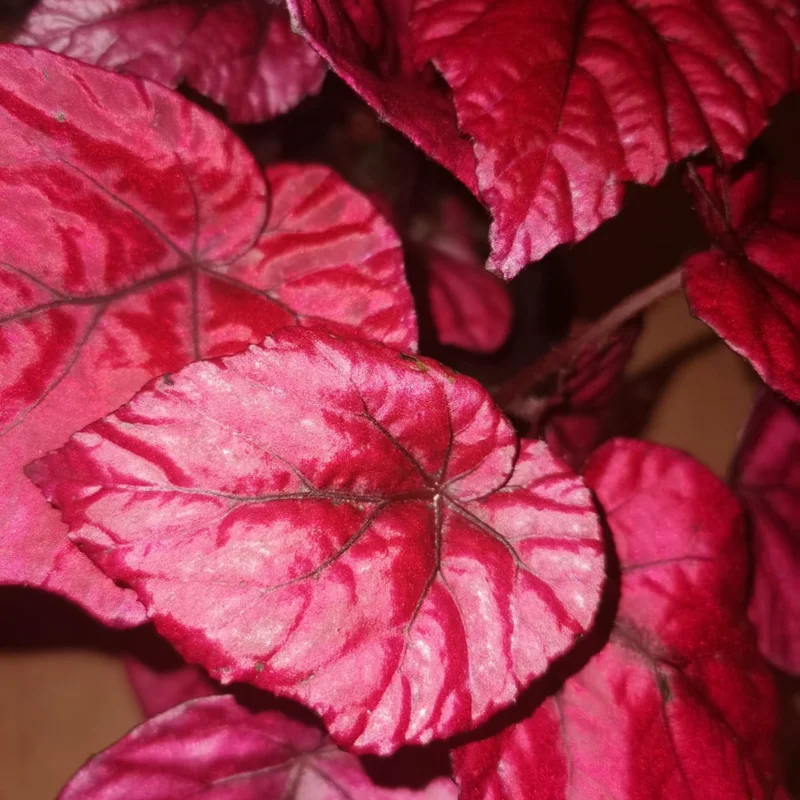 Red Begonias Live Plants - 3 Pack Indoor House Plants