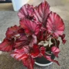 Red Begonias Live Plants - 3 Pack Indoor House Plants