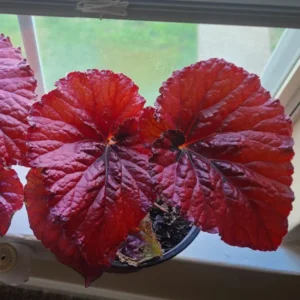 Red Begonias Live Plants - 3 Pack Indoor House Plants