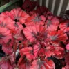 Begonias Live Plants Indoor - 3 Rare Red Begonias - Live Houseplants