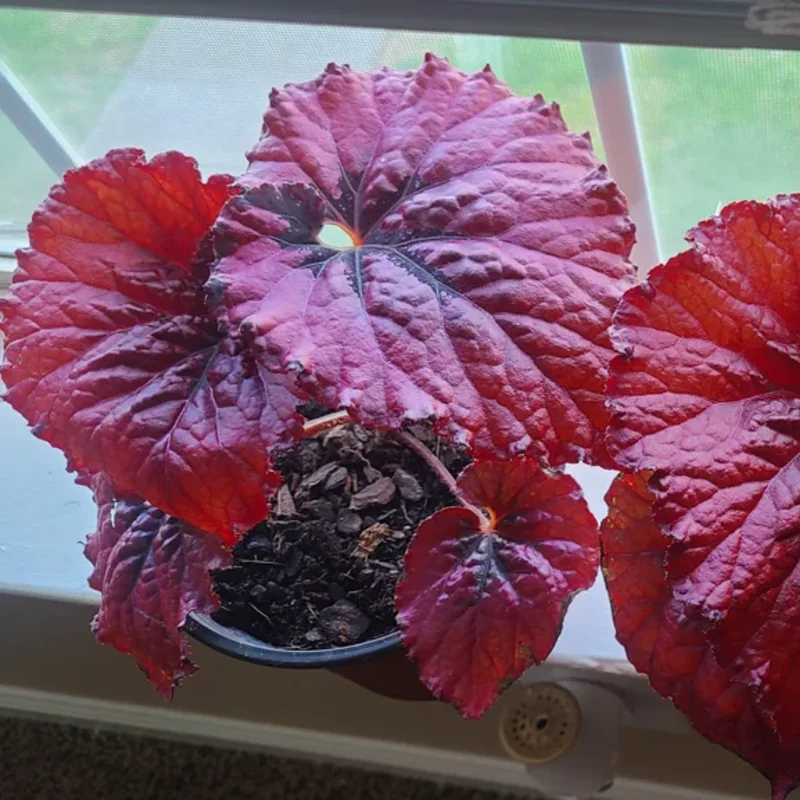 Begonias Live Plants Indoor - 3 Rare Red Begonias - Live Houseplants