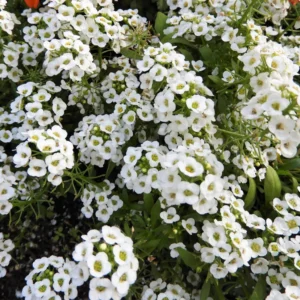 Sweet Alyssum Flower Plants - 4 Inch Potted Perennial Alyssum
