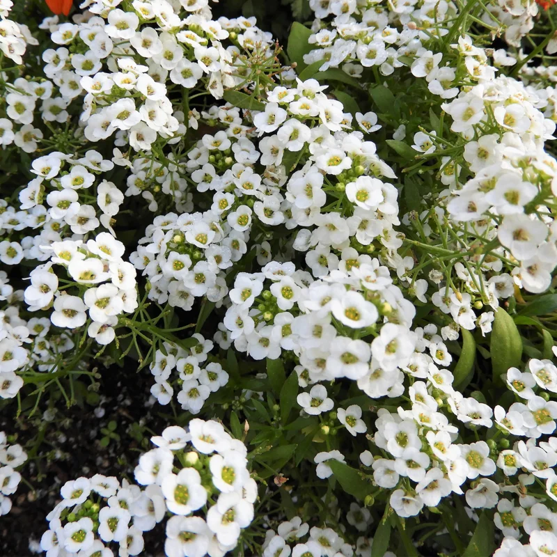 Sweet Alyssum Flower Plants - 4 Inch Potted Perennial Alyssum