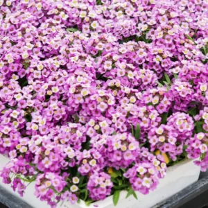 Alyssum Plants Live Perennial - Sweet Alyssum - 4 Inch Pot Size