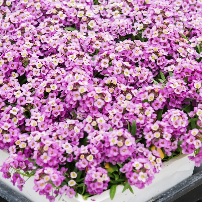Alyssum Plants Live Perennial - Sweet Alyssum - 4 Inch Pot Size