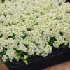 Alyssum Plants Live Perennial - Sweet Alyssum - 4 Inch Pot Size