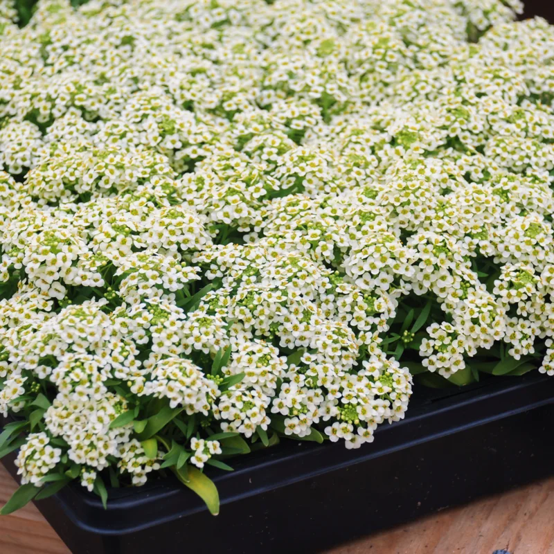 Alyssum Plants Live Perennial - Sweet Alyssum - 4 Inch Pot Size