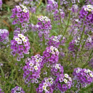 Alyssum Plants Live Perennial - Sweet Alyssum - 4 Inch Pot Size