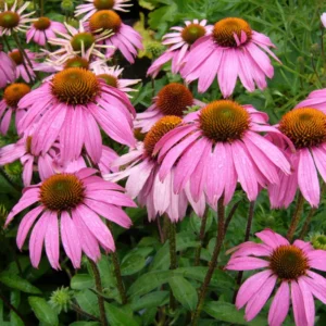 Coneflower Plants Live - Echinacea Perennial Flower 2.5 Inch Potted