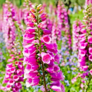 Foxglove Plants Live - 2 Bareroot Flowers For Planting - 4 Inch Height