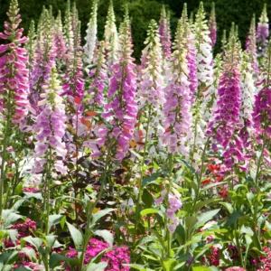 Foxglove Plants Live - 2 Bareroot Flowers For Planting - 4 Inch Height