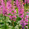 Foxglove Plants - Perennial Flower Plants - 4-6 Inch Live Plants