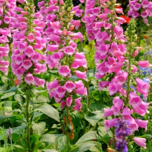 Foxglove Plants - Perennial Flower Plants - 4-6 Inch Live Plants