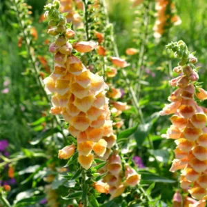 Foxglove Plants - Perennial Flower Plants - 4-6 Inch Live Plants