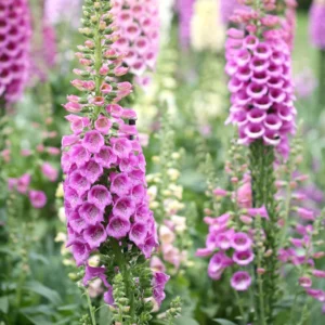 Foxglove Plants - Perennial Flower Plants - 4-6 Inch Live Plants