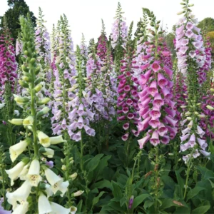 Foxglove Plants - Perennial Flower Plants - 4-6 Inch Live Plants
