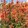Hyssop Plants Agastache Live Starter Plants - 4 Inches Tall - Outdoor Planting