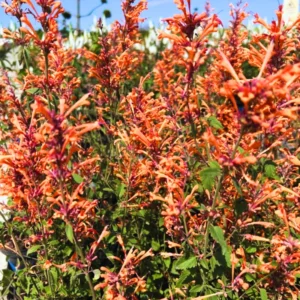 Hyssop Plants Agastache Live Starter Plants - 4 Inches Tall - Outdoor Planting