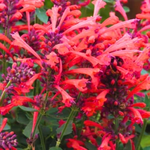 Hyssop Plants Agastache Live Starter Plants - 4 Inches Tall - Outdoor Planting