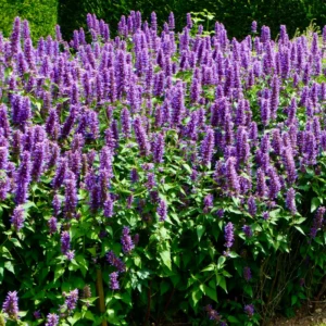 Hyssop Plants Agastache Live Starter Plants - 4 Inches Tall - Outdoor Planting