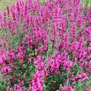 Hyssop Plants Agastache Live Starter Plants - 4 Inches Tall - Outdoor Planting