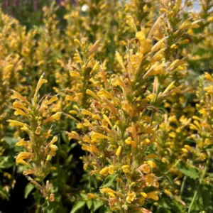 Hyssop Plants Agastache Live Starter Plants - 4 Inches Tall - Outdoor Planting