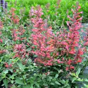 Hyssop Plants Agastache Live Starter Plants - 4 Inches Tall - Outdoor Planting
