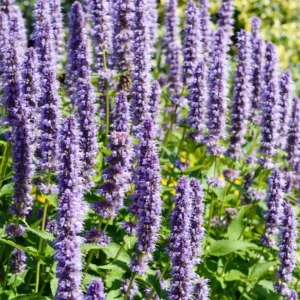 Hyssop Plants Agastache Live Starter Plants - 4 Inches Tall - Outdoor Planting